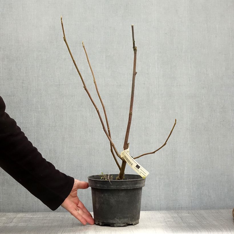 Exemplar von Magnolia soulangeana Frank's masterpiece - Tulpen-Magnolie Topf mit 3L/4L wie im Herbst geliefert