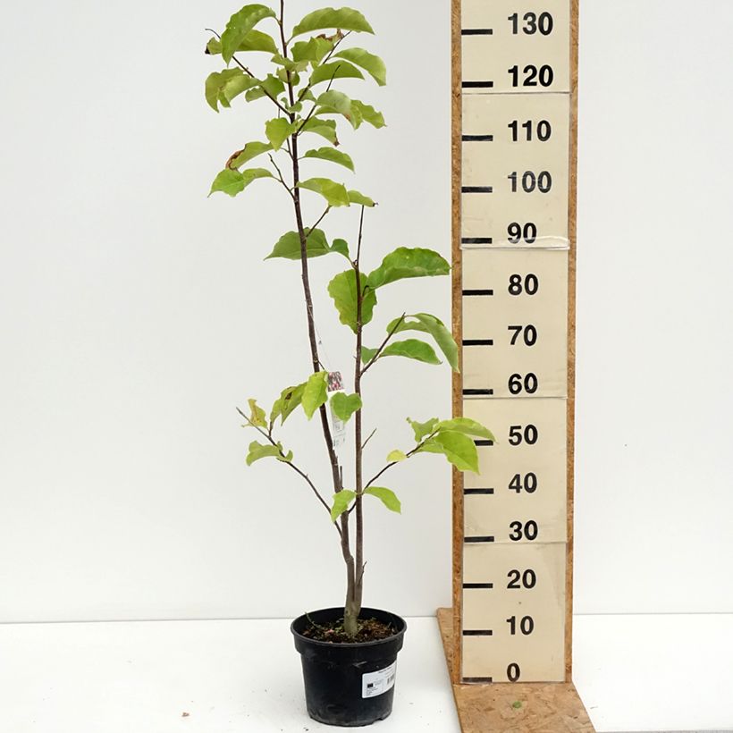Exemplar von Magnolia Galaxy - Magnolie Topf mit 4L/5L wie im Sommer geliefert