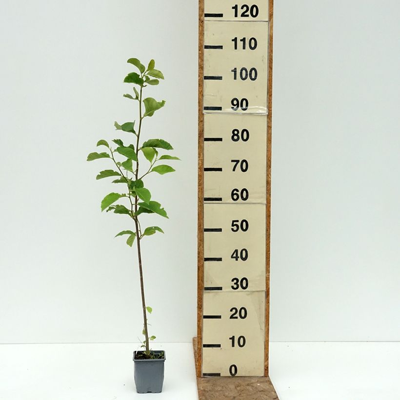 Exemplar von Magnolia Genie - Magnolie Topf 12 cm / 13 cm wie im Sommer geliefert