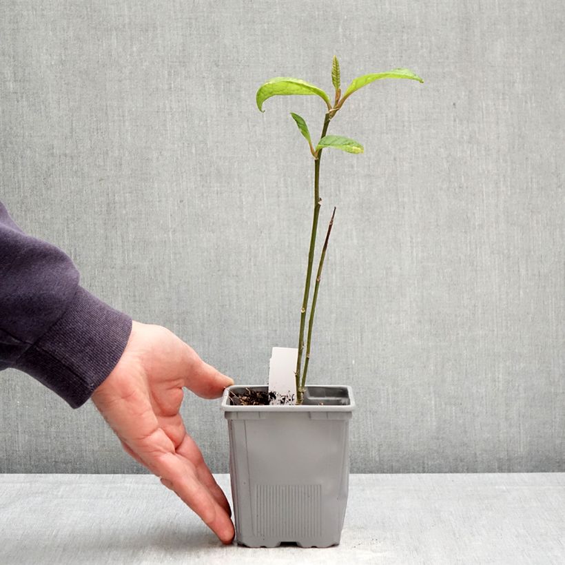 Exemplar von Magnolia Genie - Magnolie Topf 12 cm / 13 cm wie im Frühjahr geliefert