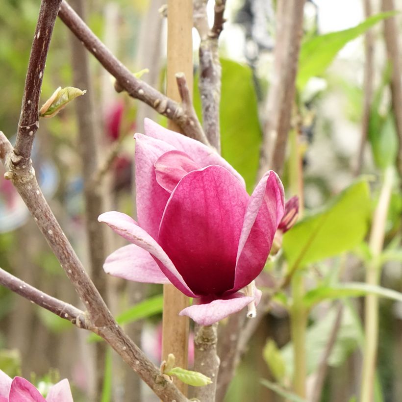 Magnolia Genie - Magnolie (Blüte)