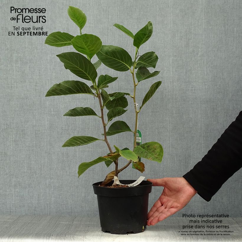 Exemplar von Magnolia Gold Star - Magnolie Topf mit 2L/3L wie im Herbst geliefert