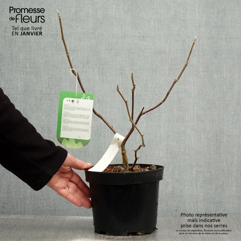 Exemplar von Magnolia Gold Star - Magnolie Topf mit 2L/3L wie im Winter geliefert