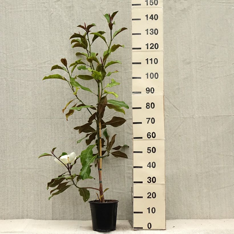 Exemplar von Magnolia grandiflora Bracken's Brown Beauty - Immergrüne Magnolie Topf mit 4L/5L wie im Sommer geliefert
