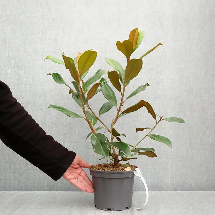 Exemplar von Magnolia grandiflora - Immergrüne Magnolie Topf mit 1,5L/2L wie im Herbst geliefert