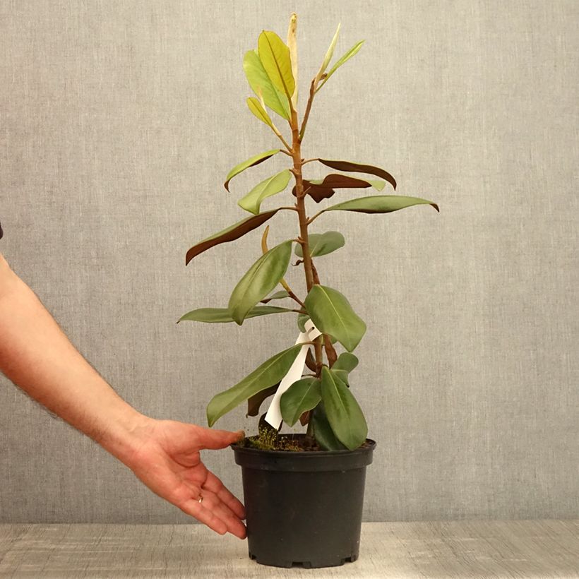 Exemplar von Magnolia grandiflora - Immergrüne Magnolie Topf mit 1,5L/2L wie im Frühjahr geliefert