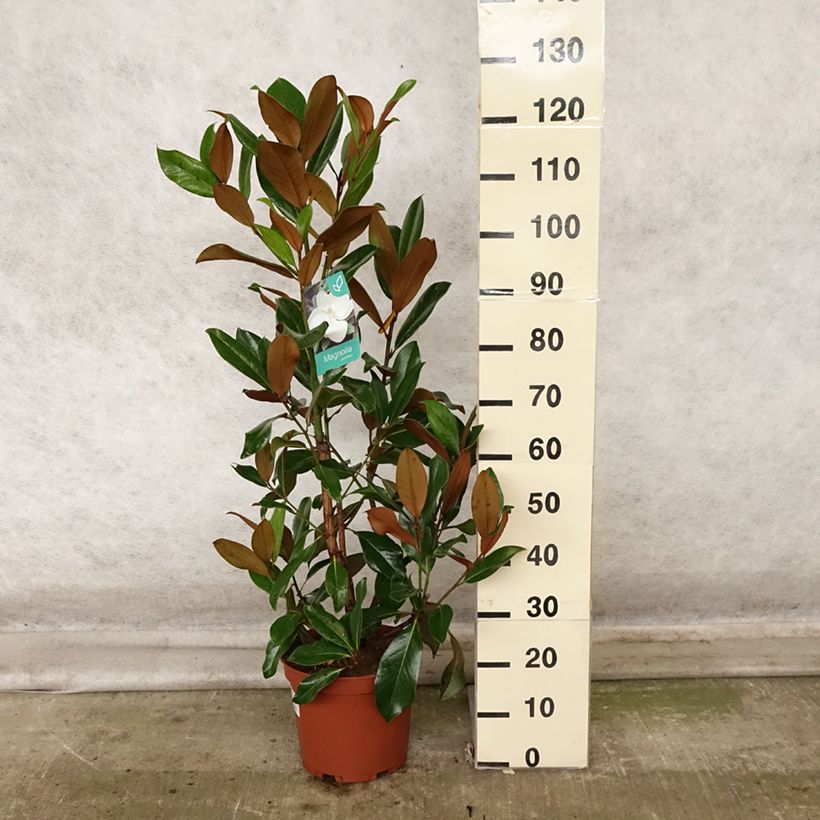 Exemplar von Magnolia grandiflora Galissonière - Immergrüne Magnolie Topf mit 7,5L/10L wie im Herbst geliefert