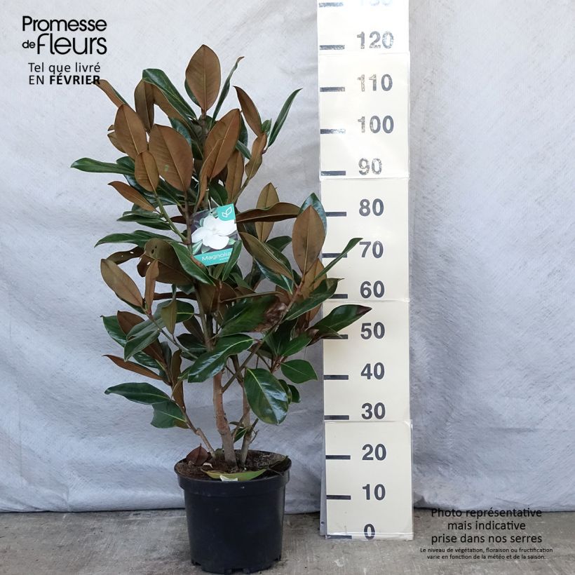 Exemplar von Magnolia grandiflora Galissonière - Immergrüne Magnolie Topf mit 7,5L/10L wie im Winter geliefert