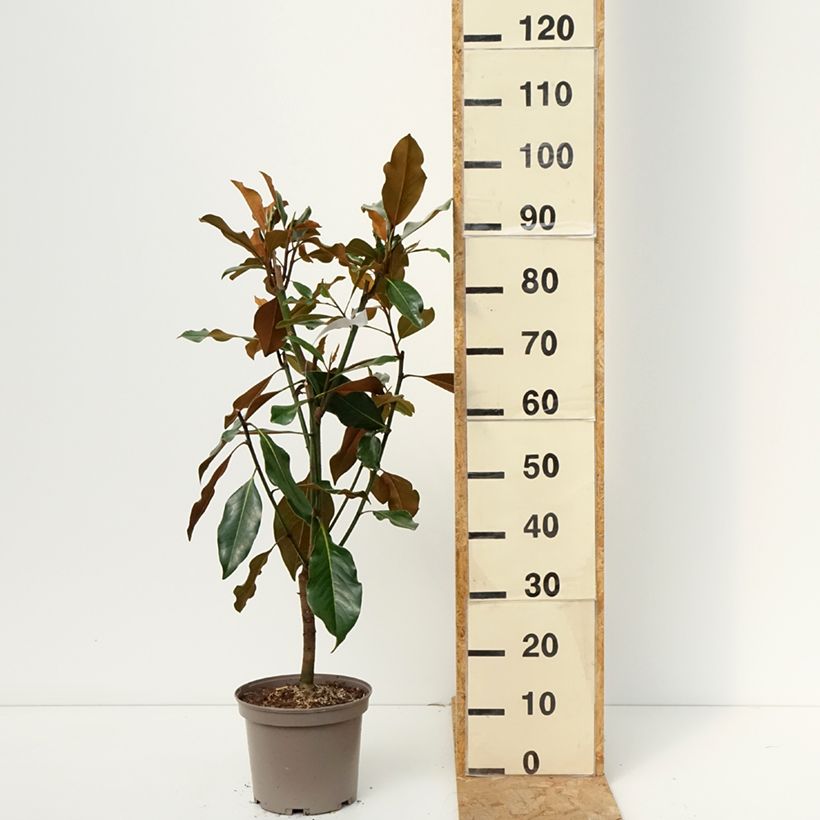 Exemplar von Magnolia grandiflora Kay Parris - Immergrüne Magnolie Topf mit 4L/5L wie im Herbst geliefert