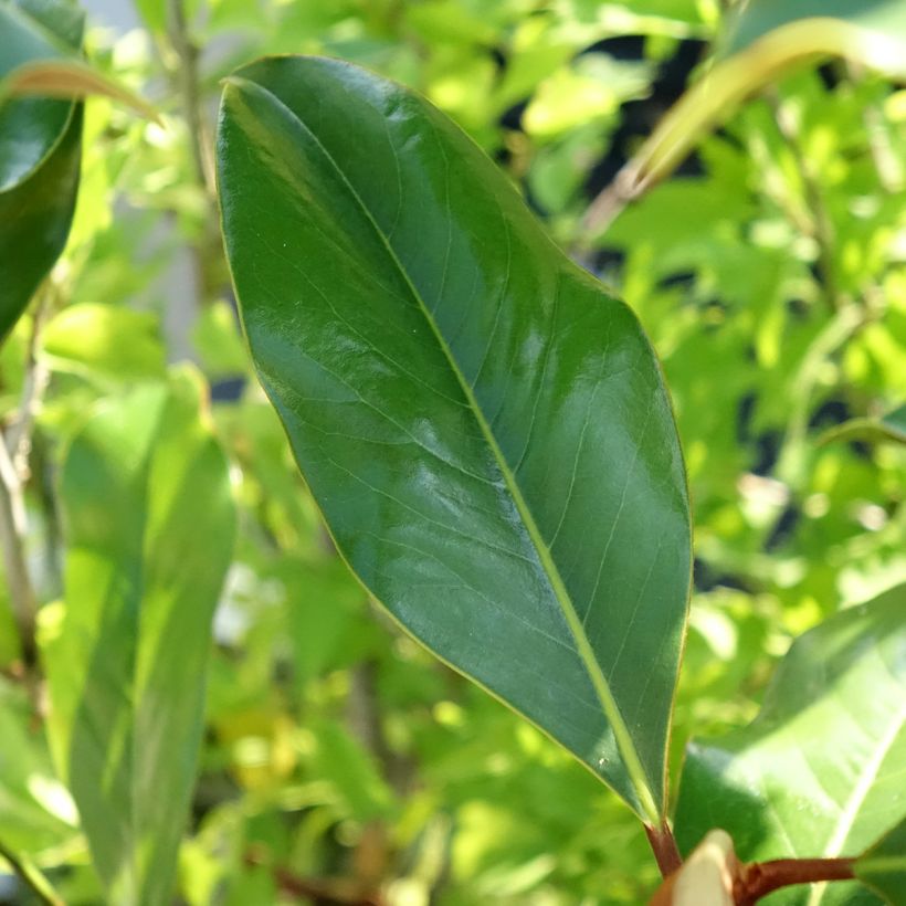 Magnolia grandiflora Kay Parris - Immergrüne Magnolie (Laub)