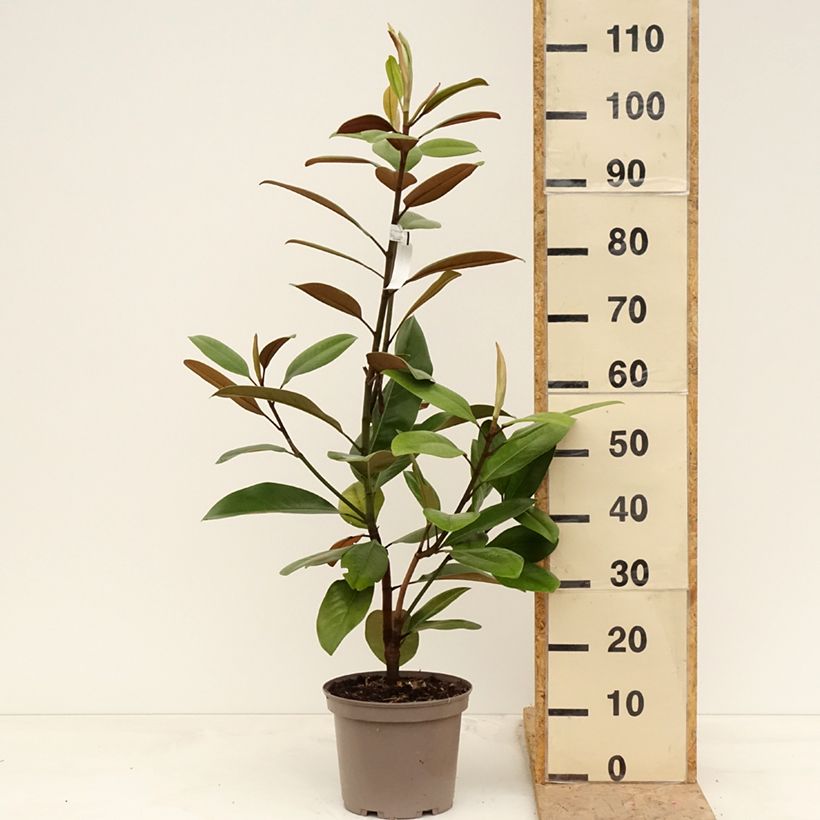 Exemplar von Magnolia grandiflora Mainstreet - Immergrüne Magnolie Topf mit 4L/5L wie im Frühjahr geliefert