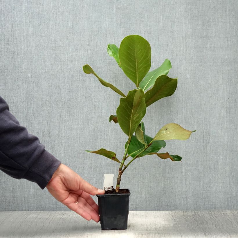 Exemplar von Magnolia grandiflora Mont blanc - Immergrüne Magnolie Topf 10 cm/11cm wie im Sommer geliefert