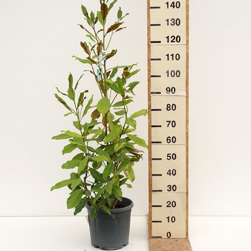 Exemplar von Magnolia grandiflora Nana - Immergrüne Magnolie Topf mit 12L/15L wie im Sommer geliefert