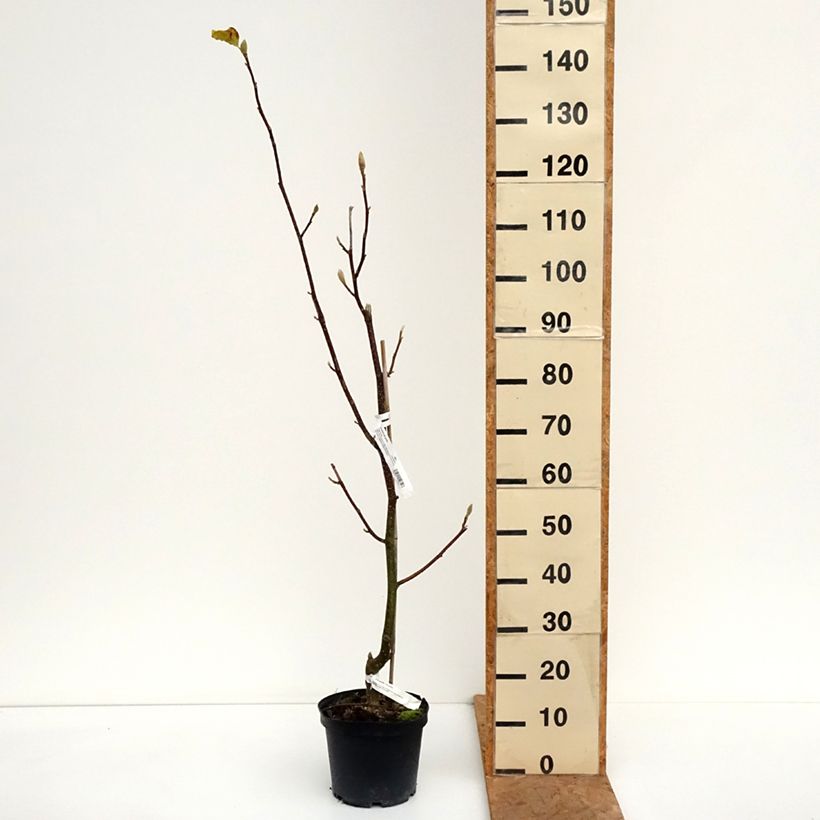 Exemplar von Magnolia Tina Durio - Magnolie Topf mit 4L/5L wie im Herbst geliefert
