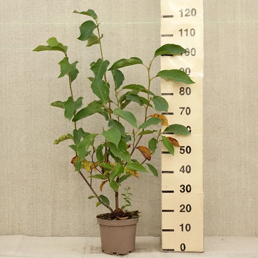 Exemplar von Magnolia Heaven Scent - Magnolie Topf mit 4L/5L wie im Herbst geliefert