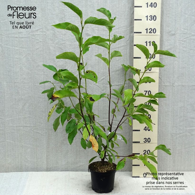 Exemplar von Magnolia Heaven Scent - Magnolie Topf mit 4L/5L wie im Sommer geliefert