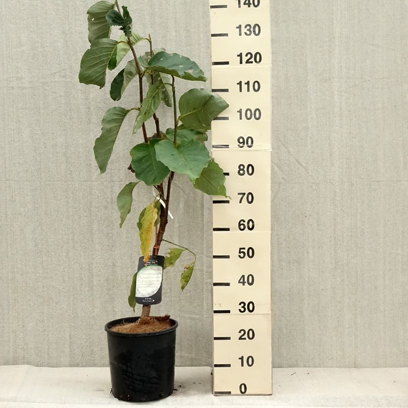 Exemplar von Magnolia Honey Tulip - Magnolie Topf mit 12L/15L wie im Herbst geliefert