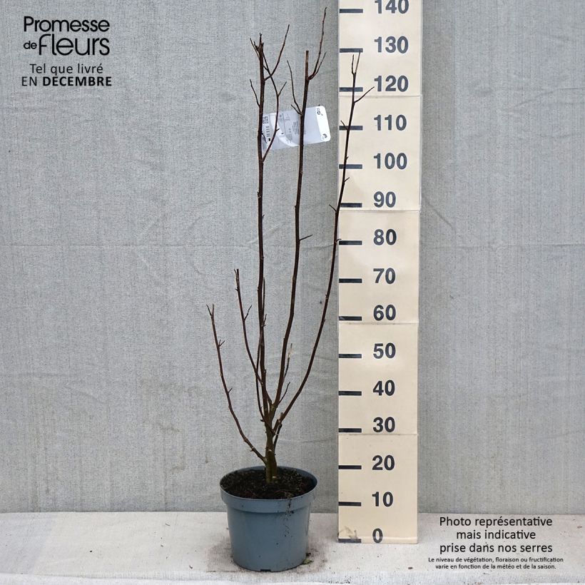 Exemplar von Magnolia kobus - Kobushi-Magnolie Topf mit 4L/5L wie im Herbst geliefert