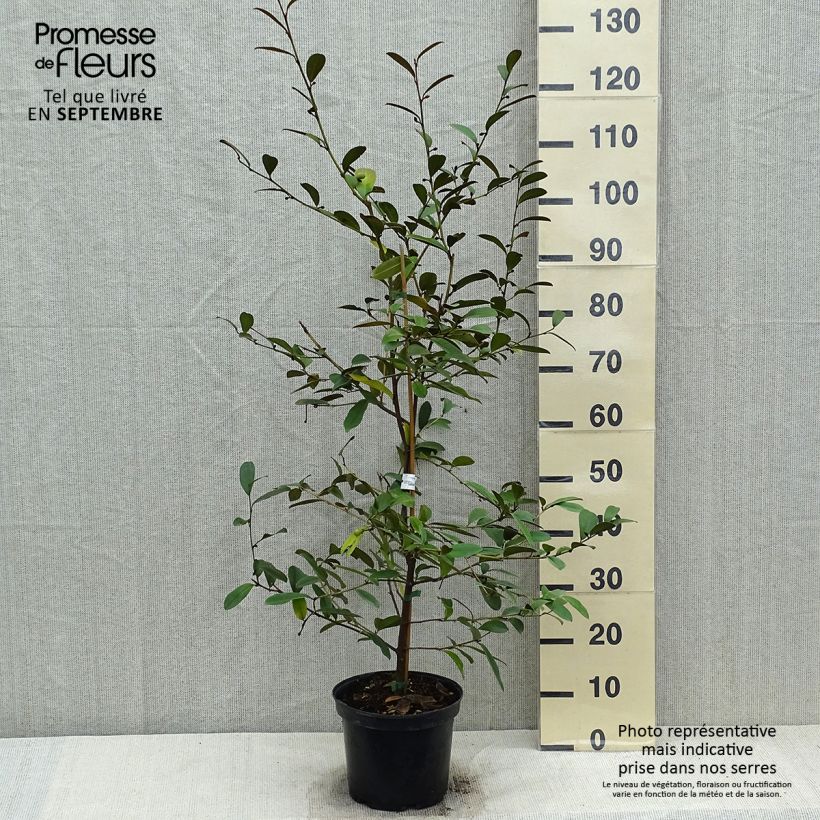 Exemplar von Magnolia laevifolia Achteraan - Magnolie Topf mit 4L/5L wie im Herbst geliefert