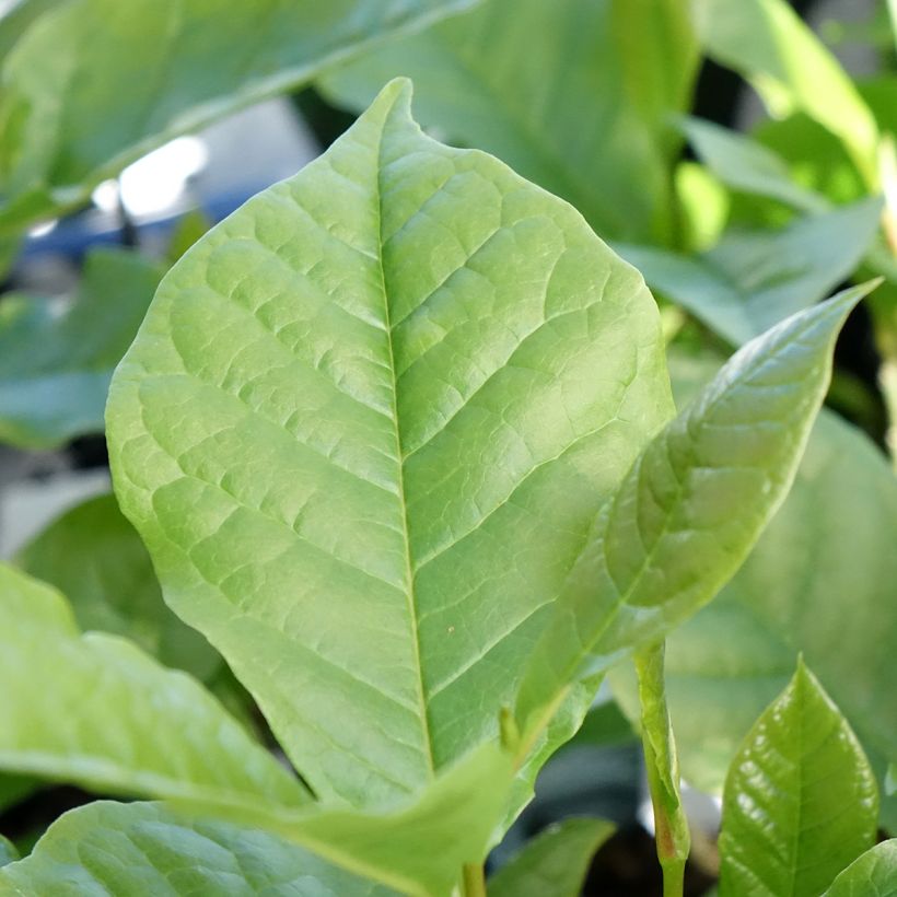 Magnolia liliflora Nigra - Purpur-Magnolie (Laub)