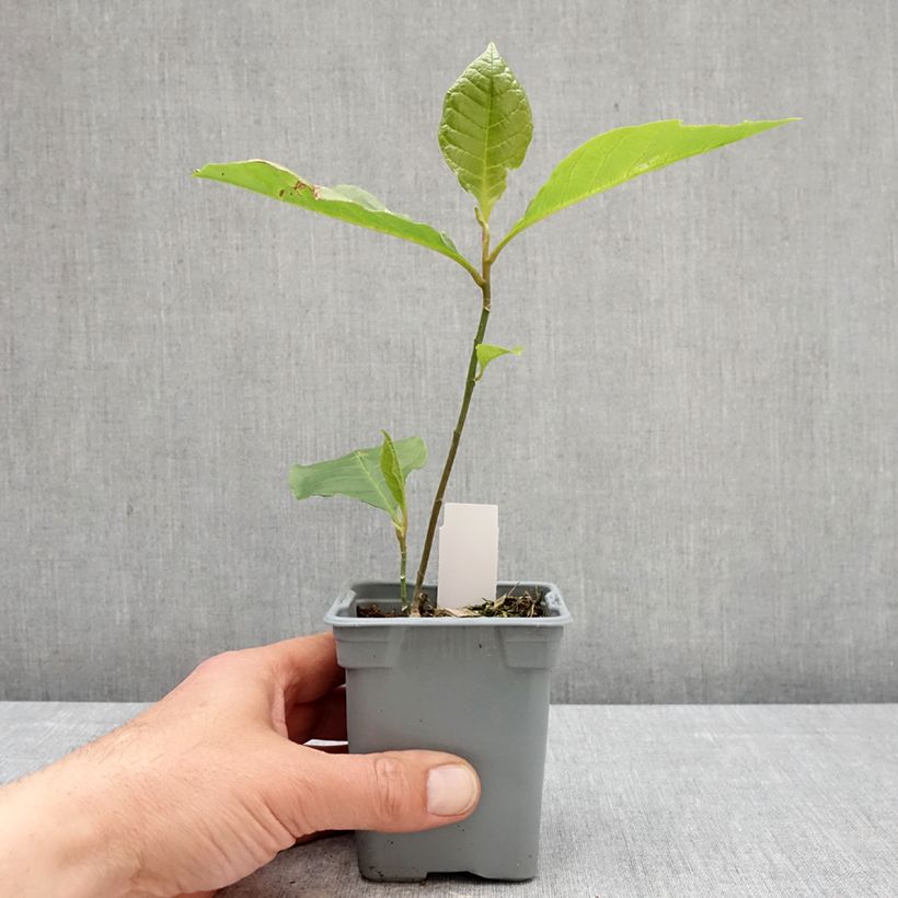 Exemplar von Magnolia liliflora Nigra - Purpur-Magnolie Topf 12 cm / 13 cm wie im Frühjahr geliefert