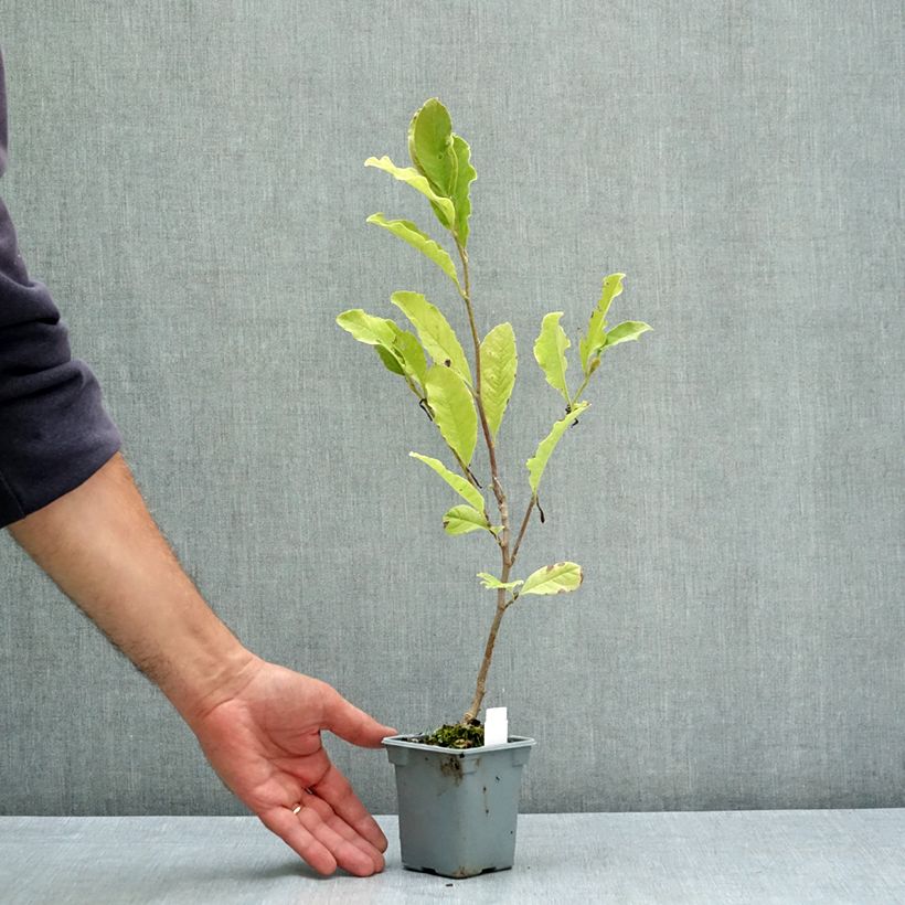 Exemplar von Magnolia loebneri Leonard Messel - Loebner-Magnolie Topf 12 cm / 13 cm wie im Sommer geliefert