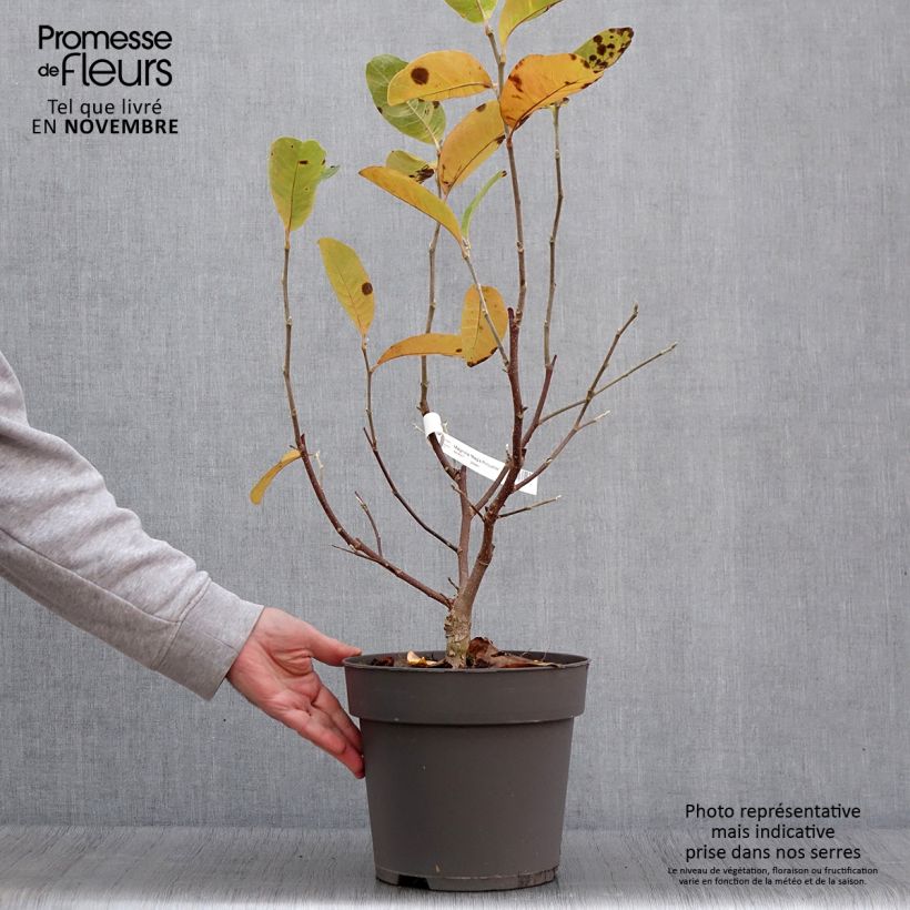 Exemplar von Magnolia loebneri Mags Pirouette - Loebner-Magnolie Topf mit 4L/5L wie im Herbst geliefert