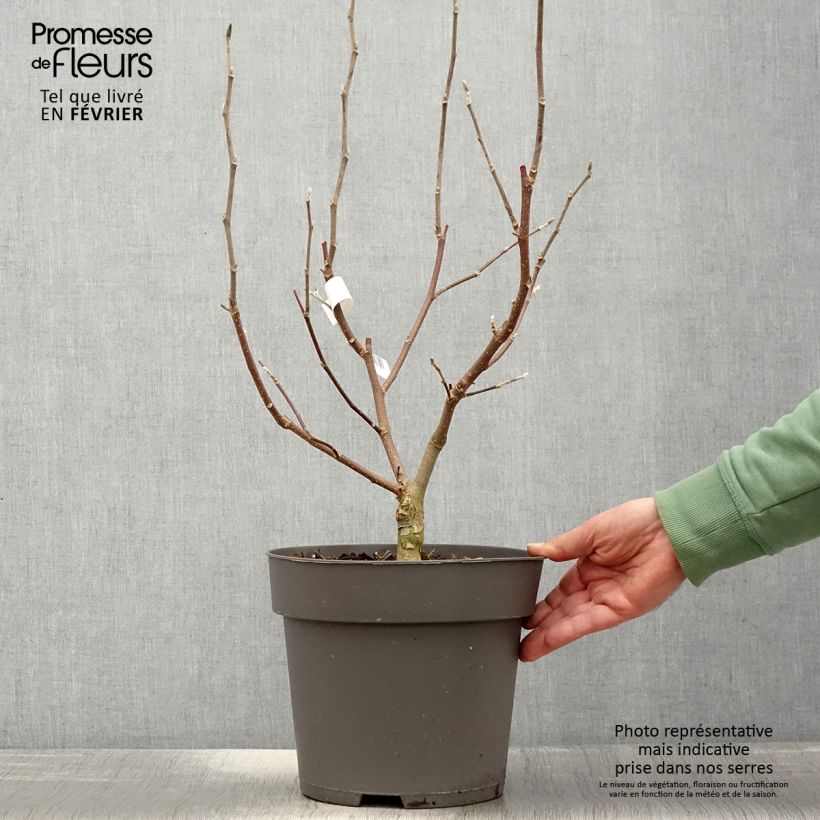 Exemplar von Magnolia loebneri Mags Pirouette - Loebner-Magnolie Topf mit 4L/5L wie im Winter geliefert