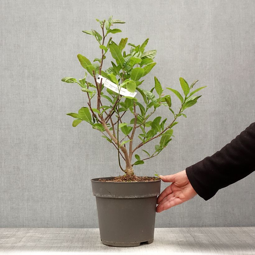 Exemplar von Magnolia loebneri Mags Pirouette - Loebner-Magnolie Topf mit 4L/5L wie im Frühjahr geliefert