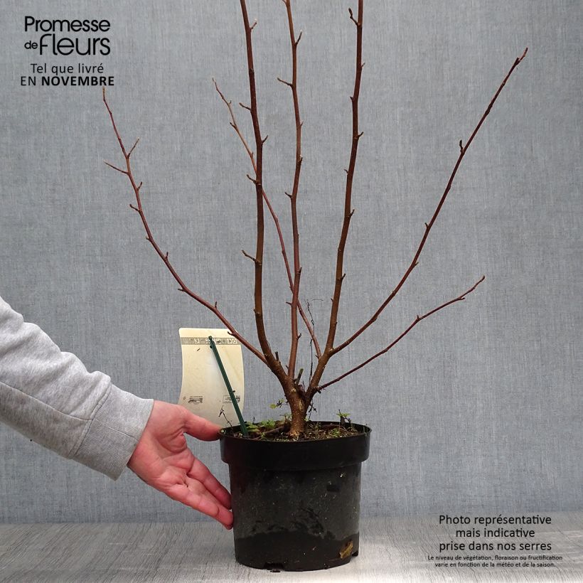 Exemplar von Magnolia loebneri Merrill - Loebner-Magnolie Topf mit 3L/4L wie im Herbst geliefert