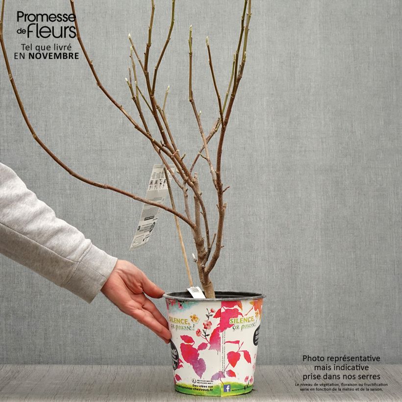 Exemplar von Magnolia soulangeana Andre Leroy - Tulpen-Magnolie Topf mit 4L/5L wie im Herbst geliefert