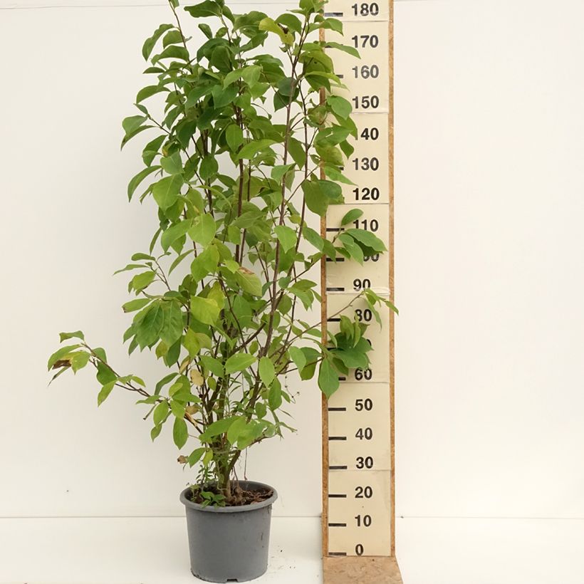 Exemplar von Magnolia soulangeana Andre Leroy - Tulpen-Magnolie Topf mit 7,5L/10L wie im Sommer geliefert