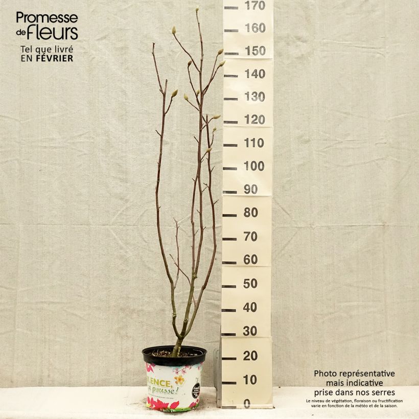 Exemplar von Magnolia Manchu Fan - Magnolie Topf mit 7,5L/10L wie im Winter geliefert