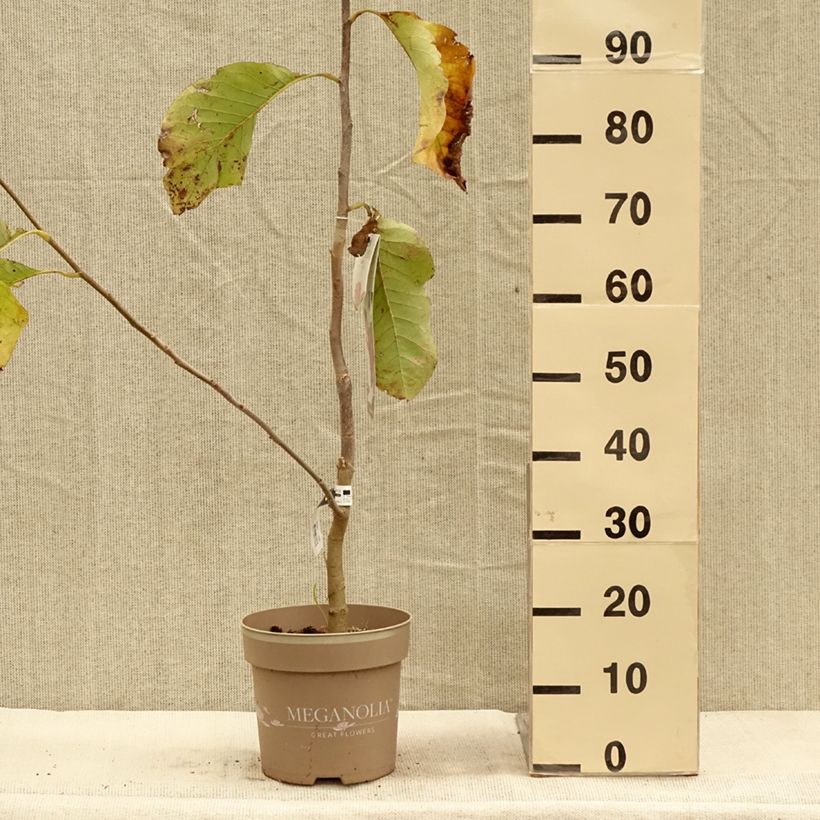 Exemplar von Magnolia soulangeana Meganolia - Tulpen-Magnolie Topf mit 4L/5L wie im Herbst geliefert