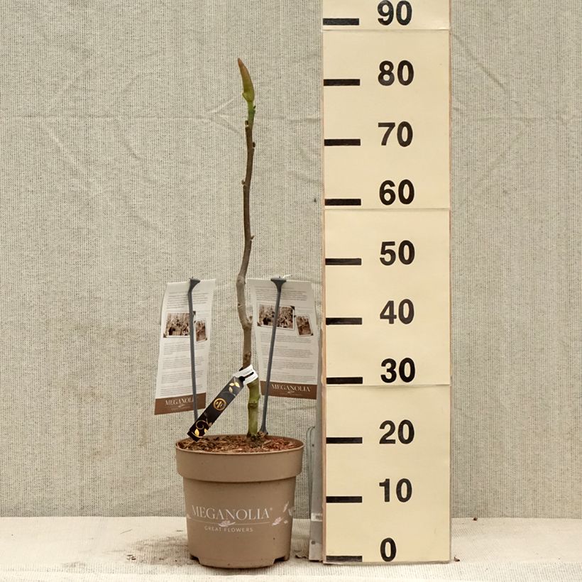 Exemplar von Magnolia soulangeana Meganolia - Tulpen-Magnolie Topf mit 4L/5L wie im Frühjahr geliefert