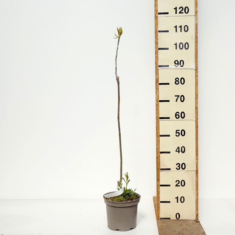 Exemplar von Magnolia officinalis - Arznei-Magnolie Topf mit 4L/5L wie im Frühjahr geliefert