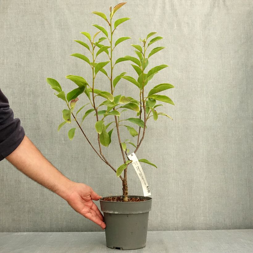 Exemplar von Magnolia Pink Pyramid - Magnolie Topf mit 3L/4L wie im Sommer geliefert