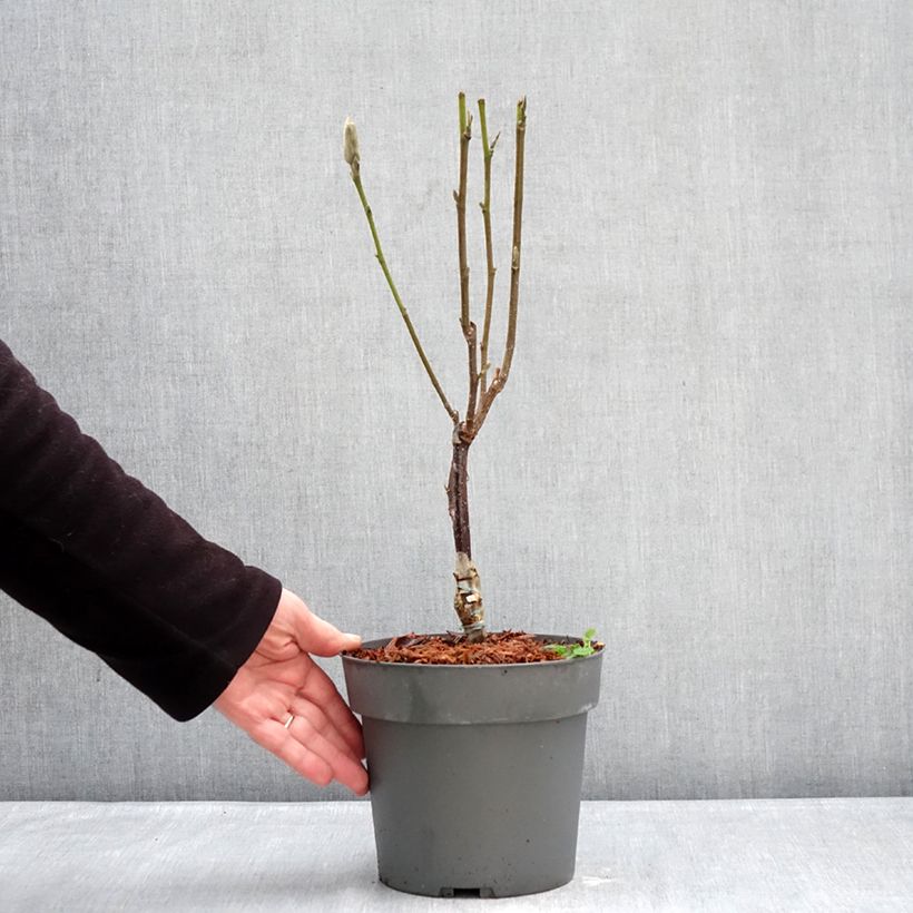 Exemplar von Magnolia Pink Pyramid Topf mit 3L/4L wie im Winter geliefert