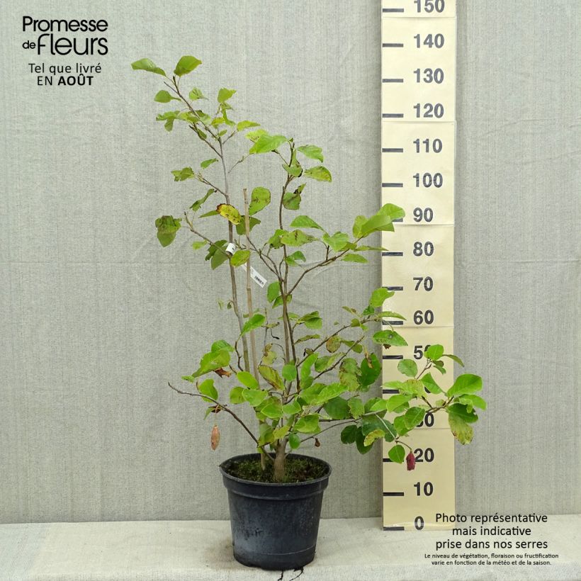 Exemplar von Magnolia sieboldii Colossus - Sommer-Magnolie Topf mit 12L/15L wie im Sommer geliefert
