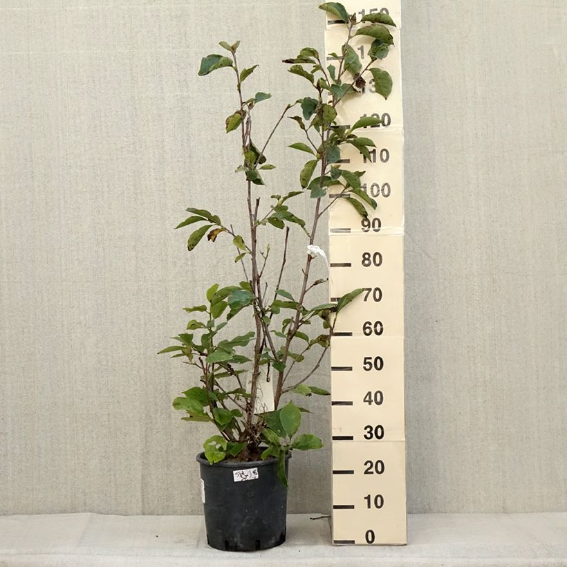 Exemplar von Magnolia soulangeana Alba Superba - Tulpen-Magnolie Topf mit 6L/7L wie im Herbst geliefert