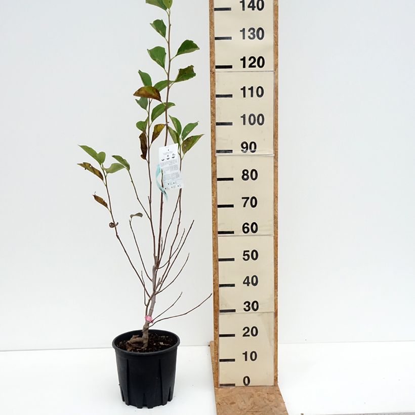 Exemplar von Magnolia soulangeana - Tulpen-Magnolie Topf mit 7,5L/10L wie im Herbst geliefert