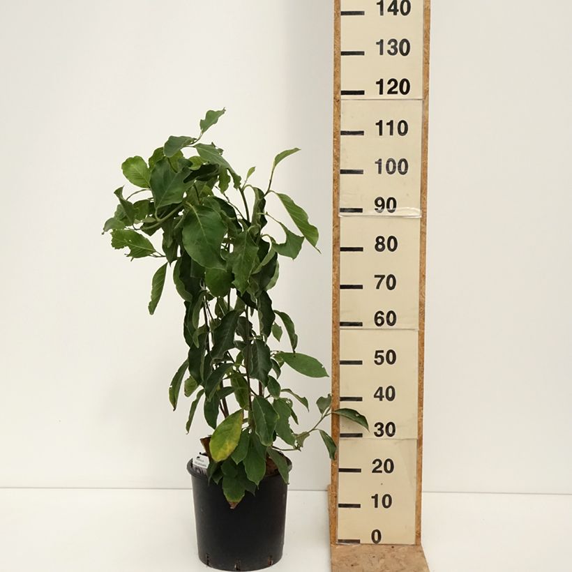 Exemplar von Magnolia soulangeana - Tulpen-Magnolie Topf mit 7,5L/10L wie im Sommer geliefert