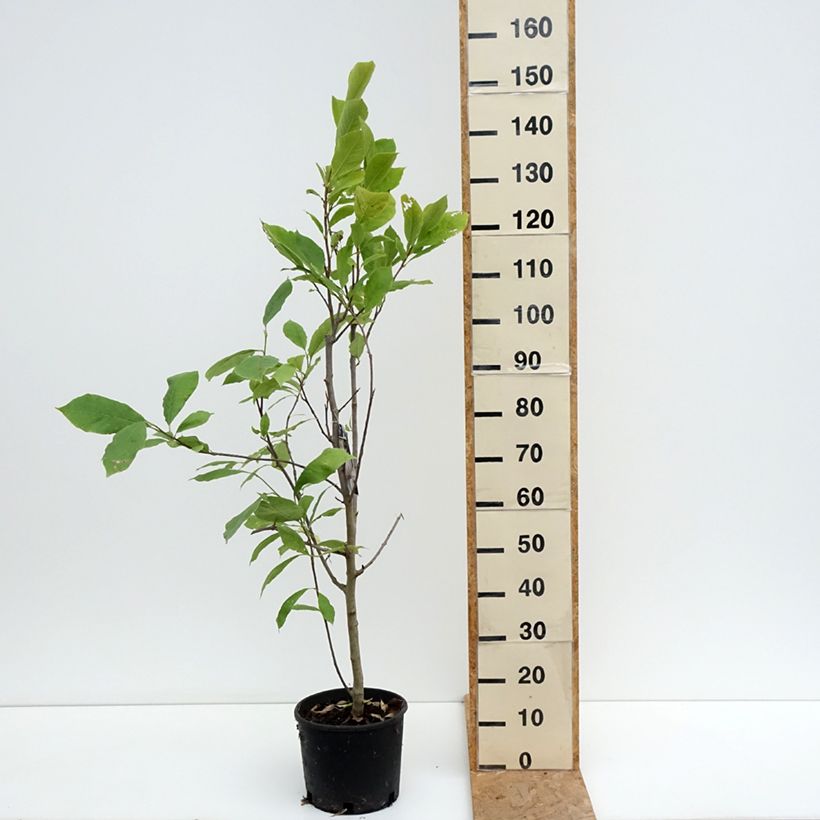 Exemplar von Magnolia soulangeana Rustica Rubra - Tulpen-Magnolie Topf mit 7,5L/10L wie im Sommer geliefert