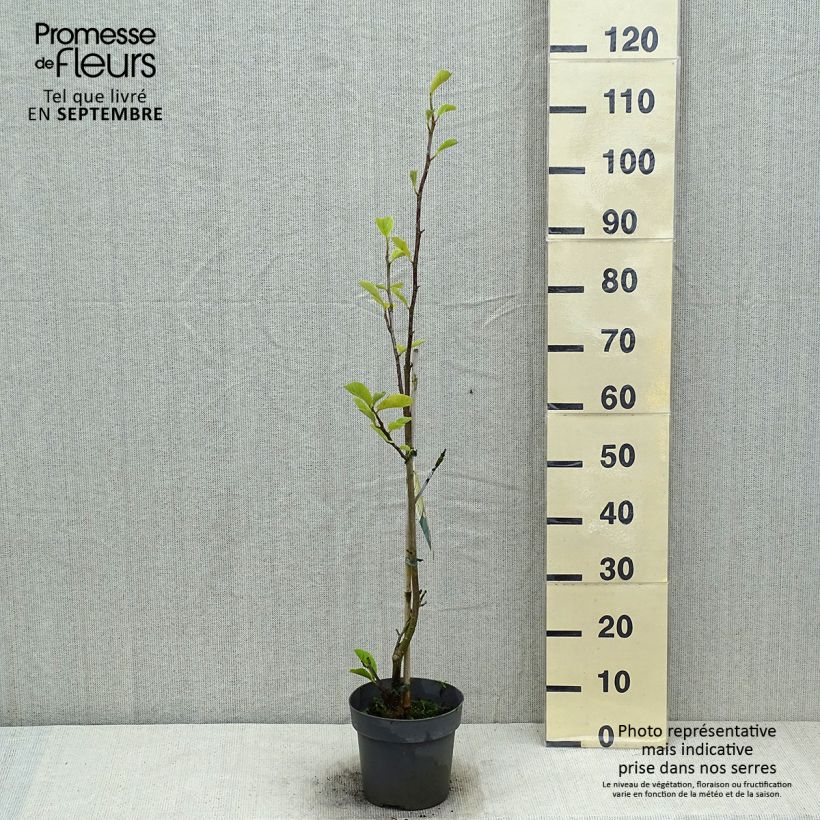 Exemplar von Magnolia soulangeana Satisfaction - Tulpen-Magnolie Topf mit 2L/3L wie im Sommer geliefert