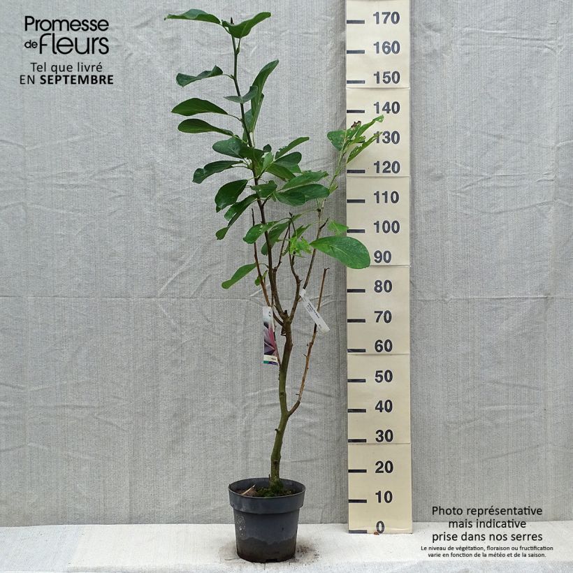 Exemplar von Magnolia sprengeri Pink Beauty - Magnolie Topf mit 6L/7L wie im Herbst geliefert