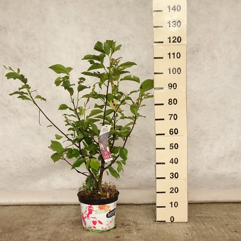 Exemplar von Magnolia Star Wars - Magnolie Topf mit 7,5L/10L wie im Sommer geliefert