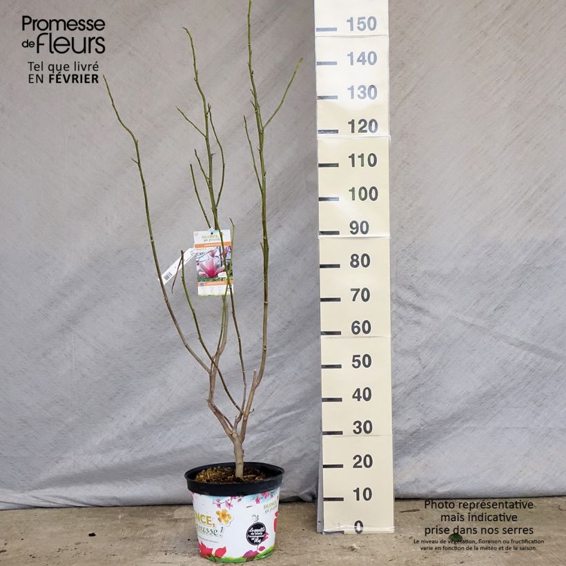 Exemplar von Magnolia Star Wars - Magnolie Topf mit 7,5L/10L wie im Winter geliefert