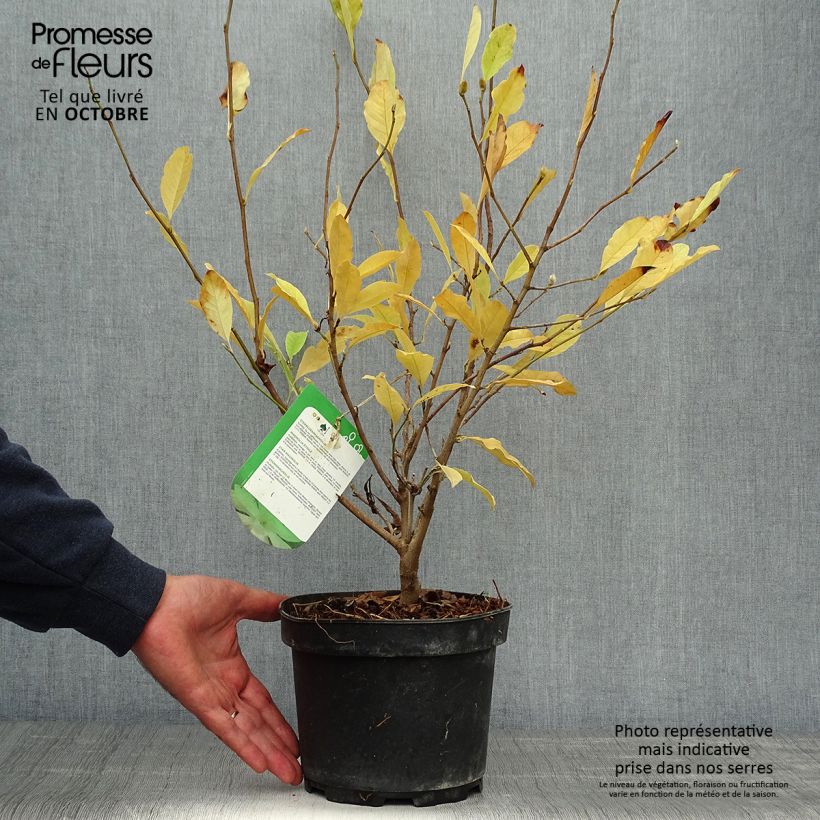 Exemplar von Magnolia stellata - Stern-Magnolie Topf mit 2L/3L wie im Herbst geliefert