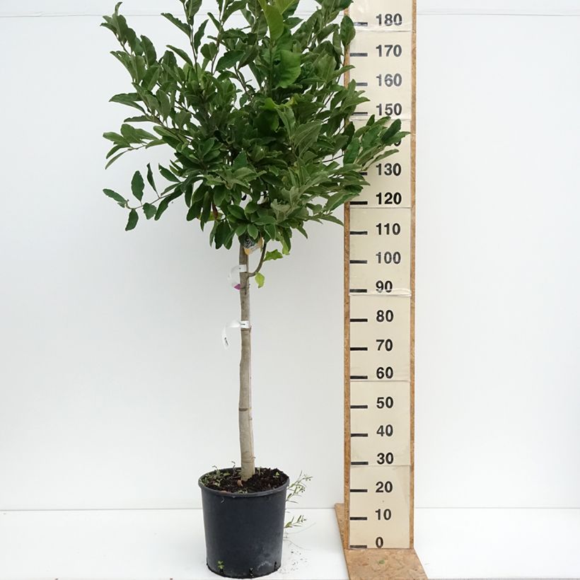 Exemplar von Magnolia stellata - Stern-Magnolie Topf mit 18L/20L, Halbstamm wie im Sommer geliefert