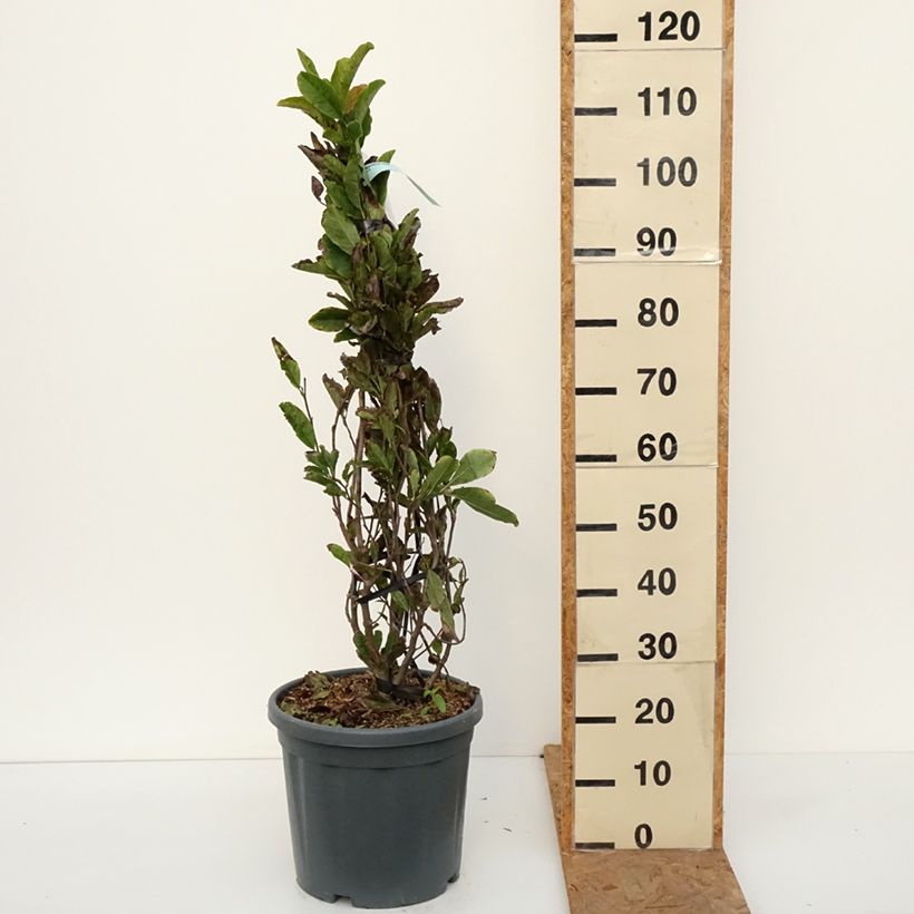 Exemplar von Magnolia stellata Rosea - Stern-Magnolie Topf mit 18L/20L wie im Herbst geliefert